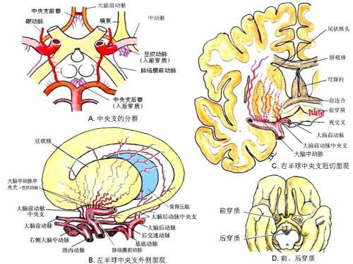 锁骨下动脉盗血综合征 锁骨下动脉盗血综合征