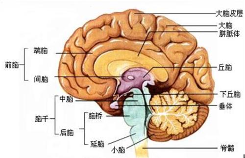 皮层性多汗症 皮层性多汗症