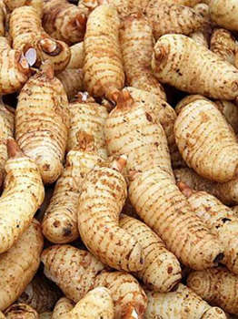 大麦茶的功效与作用多 禁忌及食用方法要注意