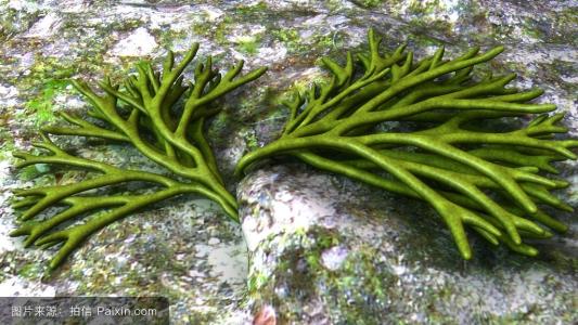 海藻[植物物种]