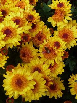 去除下眼袋的偏方