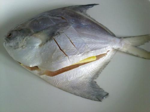 芙蓉金鯧魚