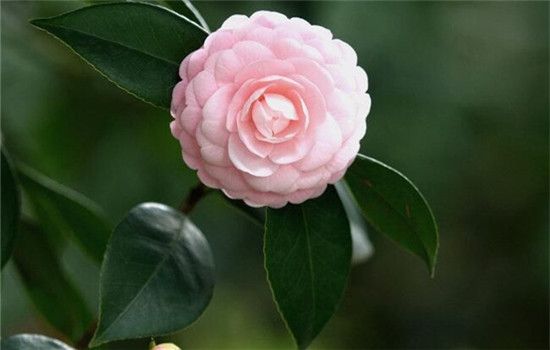 茶花象征了什么 花语是谦逊