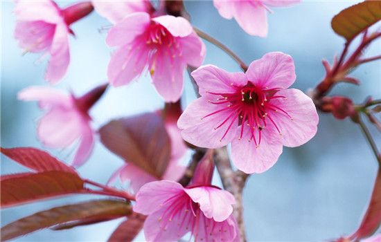 桃花的花语和象征是什么？