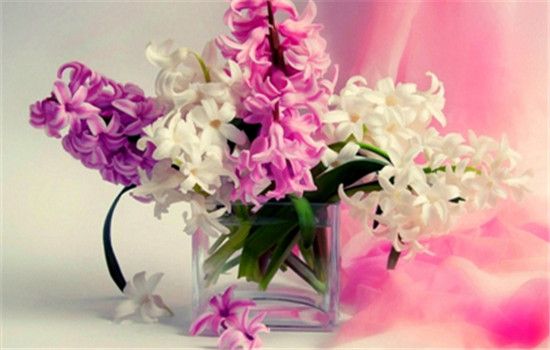 凄凉忧伤的花语有哪些