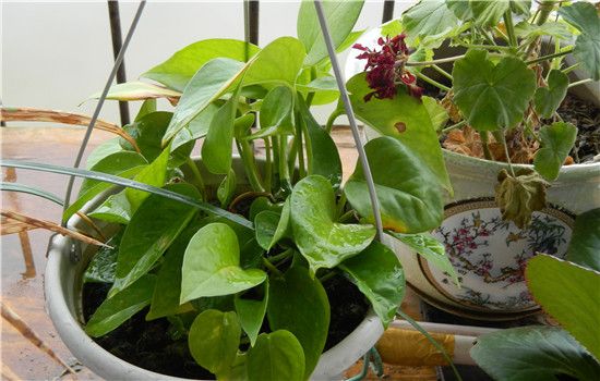 送绿萝的寓意是什么 摆放风水