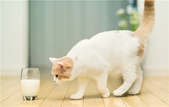 喝牛奶能美白嗎 有一定的效果