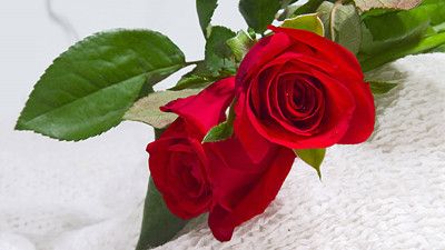 情人节送玫瑰花的含义