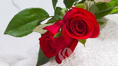 情人節送玫瑰花的含義2.jpg