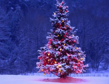 如何装饰圣诞树 要注意什么