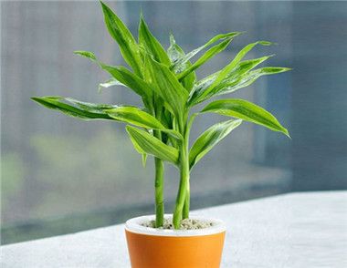 春节什么植物可以摆 可以送的？