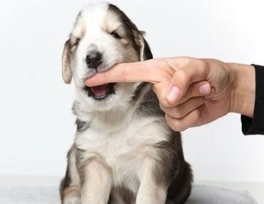 被狗咬了该怎么处理 关于狂犬病你要知道这些