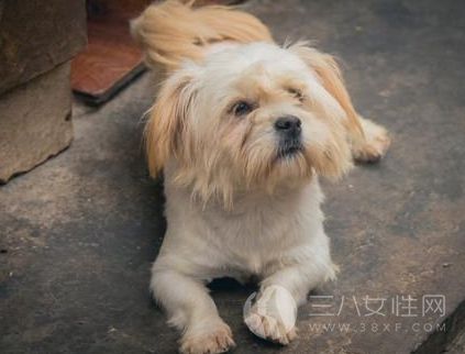 收养流浪狗要注意什么 收养流浪狗的注意事项