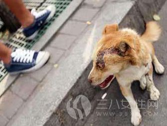 收养流浪狗要注意什么 收养流浪狗的注意事项