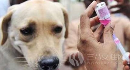 收养流浪狗要注意什么 收养流浪狗的注意事项