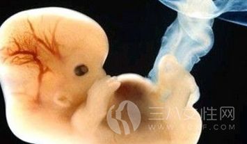 孕中期胎胎儿发育过程是什么