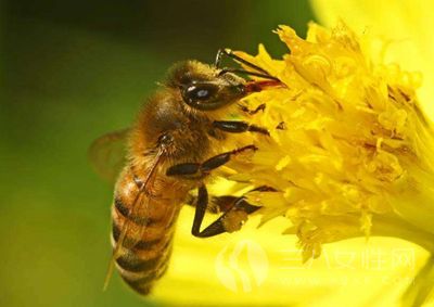 蜂蜜可以用來美容嗎   蜂蜜美容的方法有哪些2.png