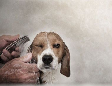 怎樣給狗洗澡 讓狗狗洗的更舒服