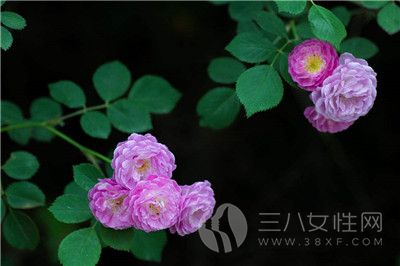 蔷薇花的花语是什么1.jpg