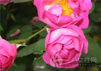 蔷薇花的作用有哪些花语是什么 三八女性网