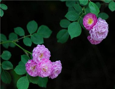 蔷薇花的作用有哪些 花语是什么