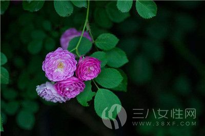 蔷薇花的花语是什么2.jpg