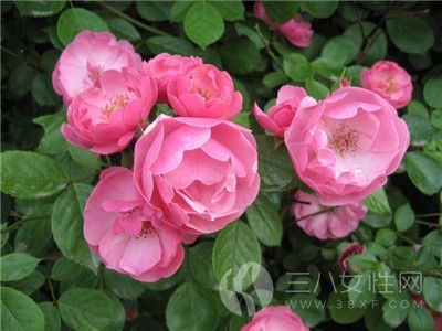 蔷薇花的花语是什么3.jpg