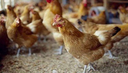 春季應該如何預防禽流感