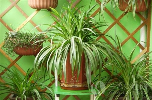 家中养什么植物可以防蚊虫 卧室不宜摆放什么植物2.jpg