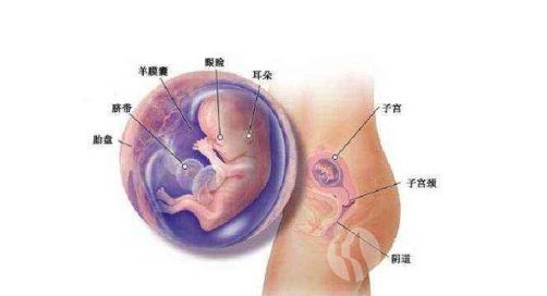 胎儿肾盂分离是什么.png