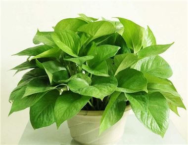 办公室没有阳光养什么植物 办公室水培植物有哪些