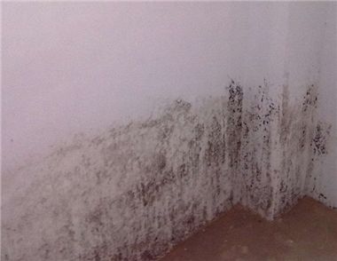 牆麵發黴原因有哪些 牆麵發黴如何處理