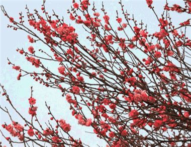 南京國際梅花節是個什麼節日 南京國際梅花節有哪些主題活動