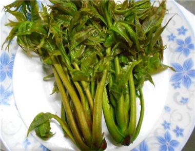 香椿芽怎么吃 香椿芽的功效和作用有哪些