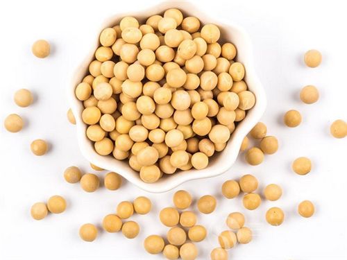 黃豆為什麼能夠減肥1.png