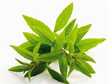 柠檬马鞭草可以减肥吗 柠檬马鞭草有什么功效