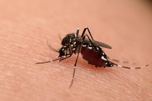 蚊子喜欢叮咬什么样的人  什么血型最招蚊子