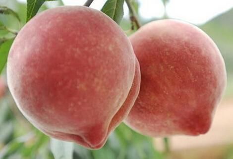 桃子應該怎麼挑選 桃子有什麼營養價值