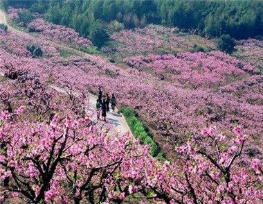 2018無錫陽山桃花節是什麼時候 桃花節有哪些精彩的內容