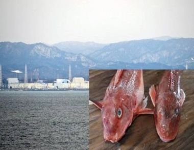 日本现超标辐射鱼是怎么回事 吃了超标辐射鱼对身体有什么影响