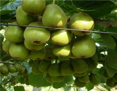 獼猴桃能減肥嗎 獼猴桃跟奇異果的區別
