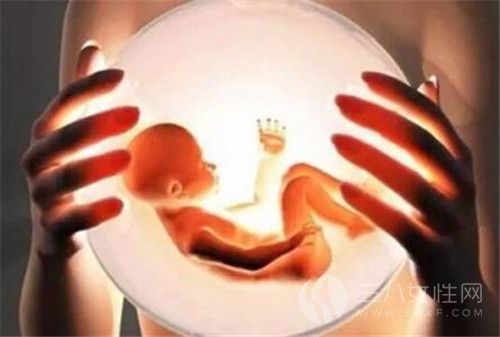 胚胎移植.jpg
