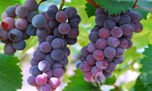 葡萄怎么保存才是正确的