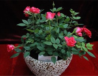 ​月季花怎么养 月季花的品种有哪些