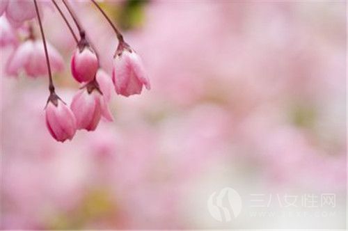 櫻花的花語是什麼