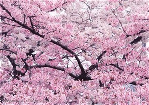 櫻花的花期有多長