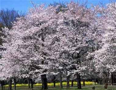2018青岛樱花节什么时候开始 2018青岛樱花节地点在哪里