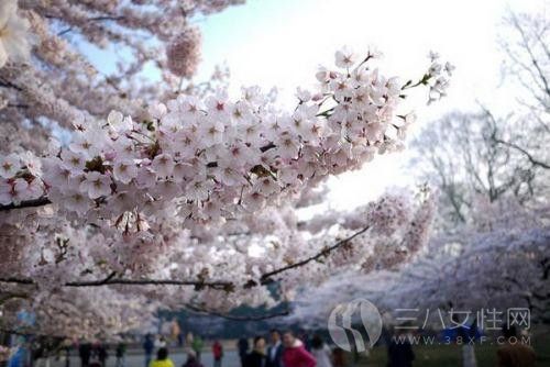 2018青岛樱花节什么时候开始··1.jpg