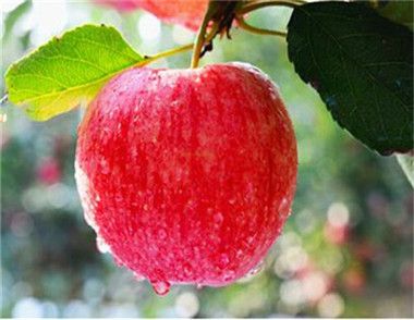 苹果表面的蜡可以吃吗 如何去除苹果表面的蜡