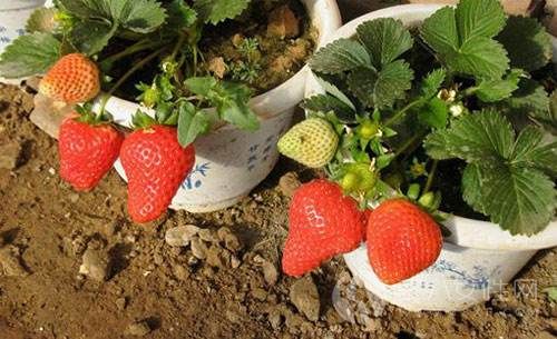 盆栽草莓的种植方法